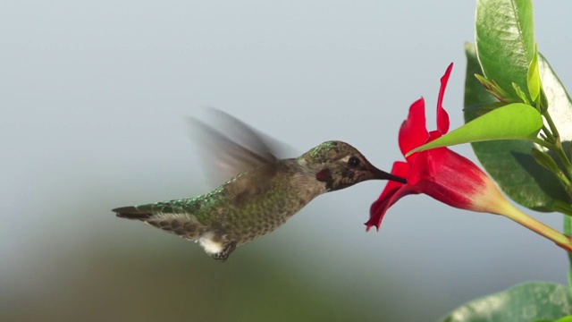 蜂鸟从花中饮水视频素材