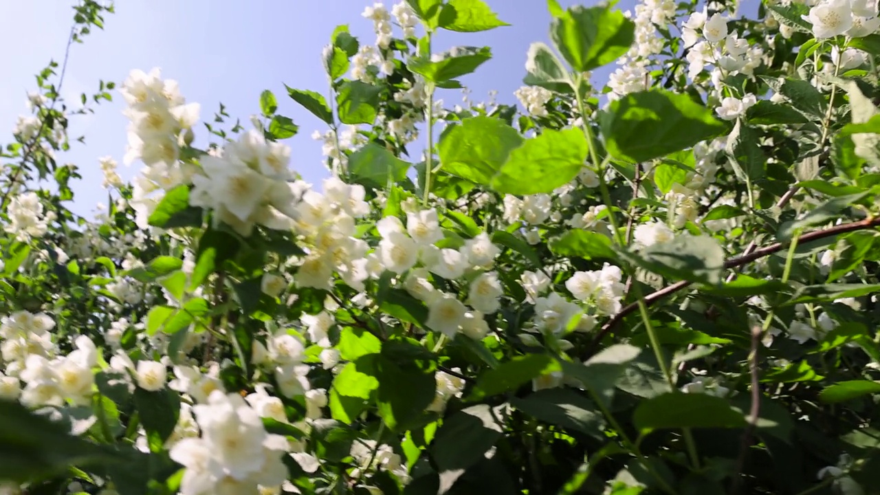 盛开的白色茉莉花在春天的季节视频素材