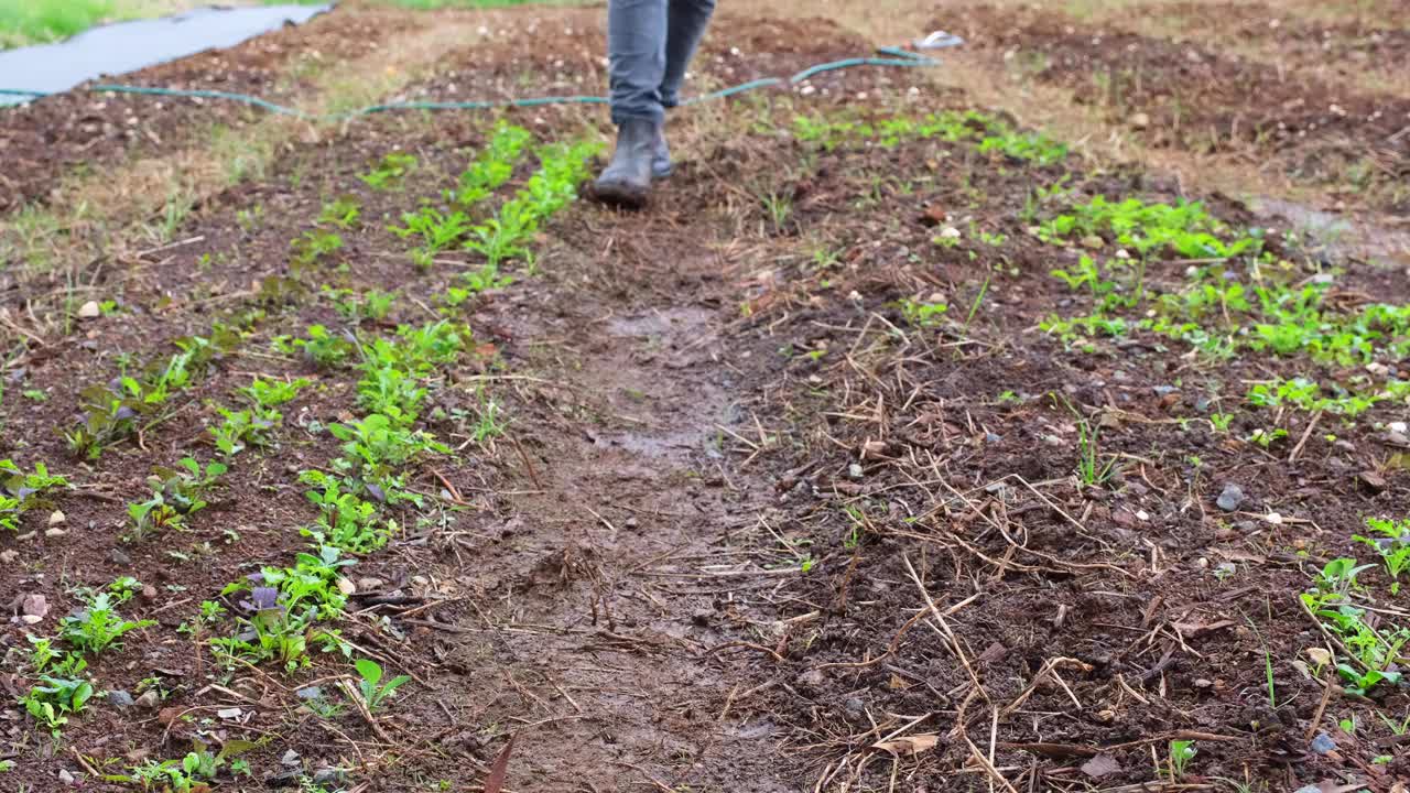 一个面目全非的人在菜园子农场收割芝麻菜视频下载