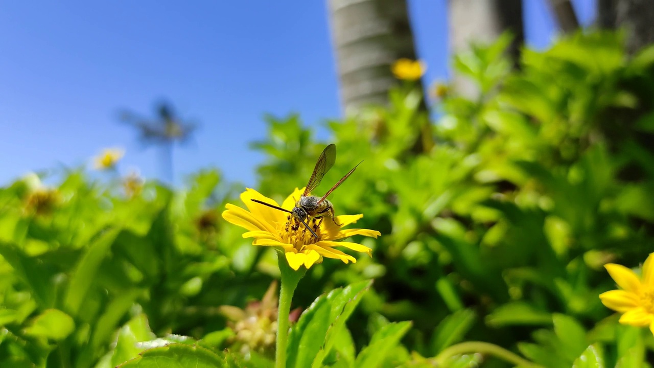 蜜蜂视频素材