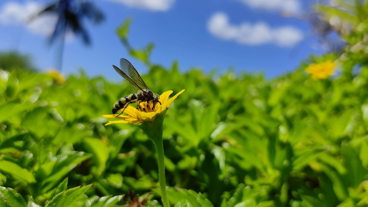 蜜蜂视频素材