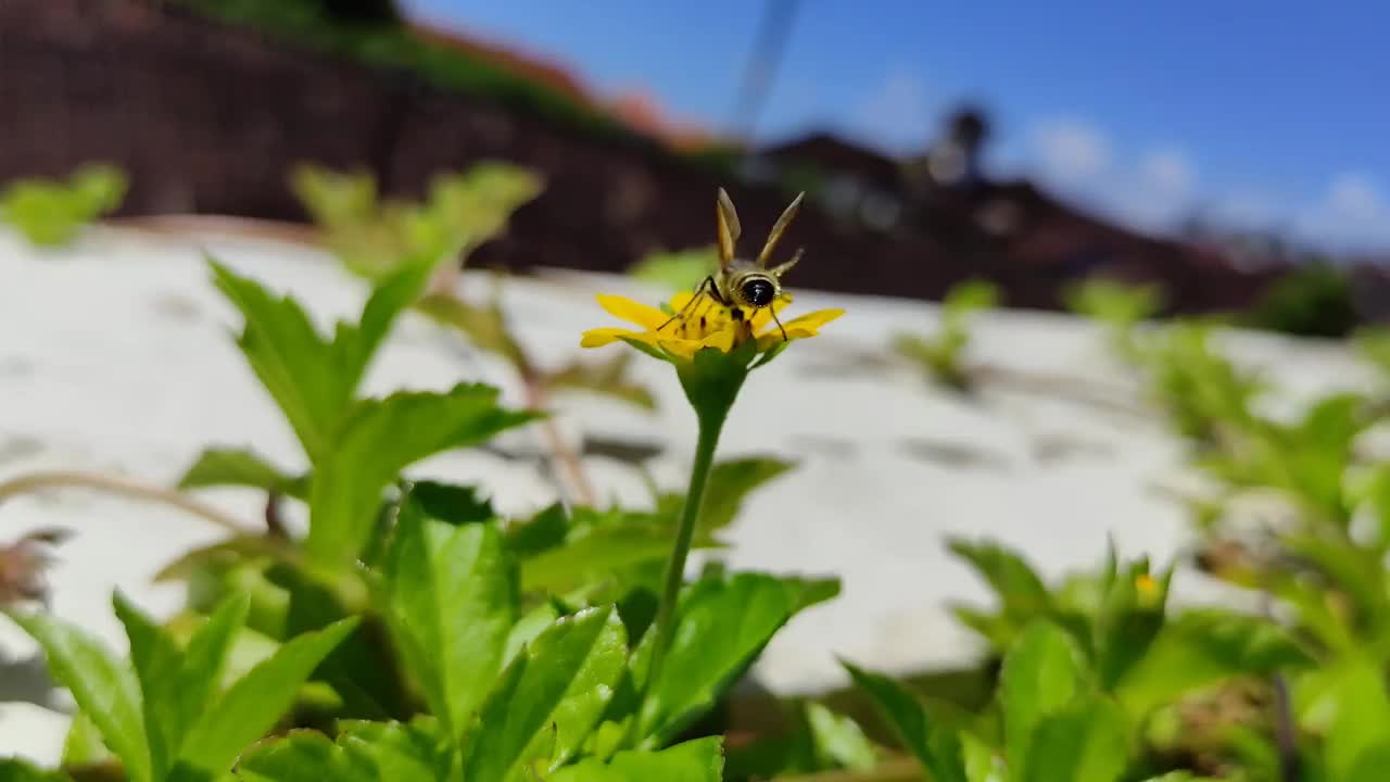 蜜蜂视频素材