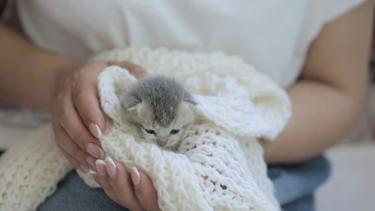 抱着一只刚出生的灰色小猫的女人的手视频素材