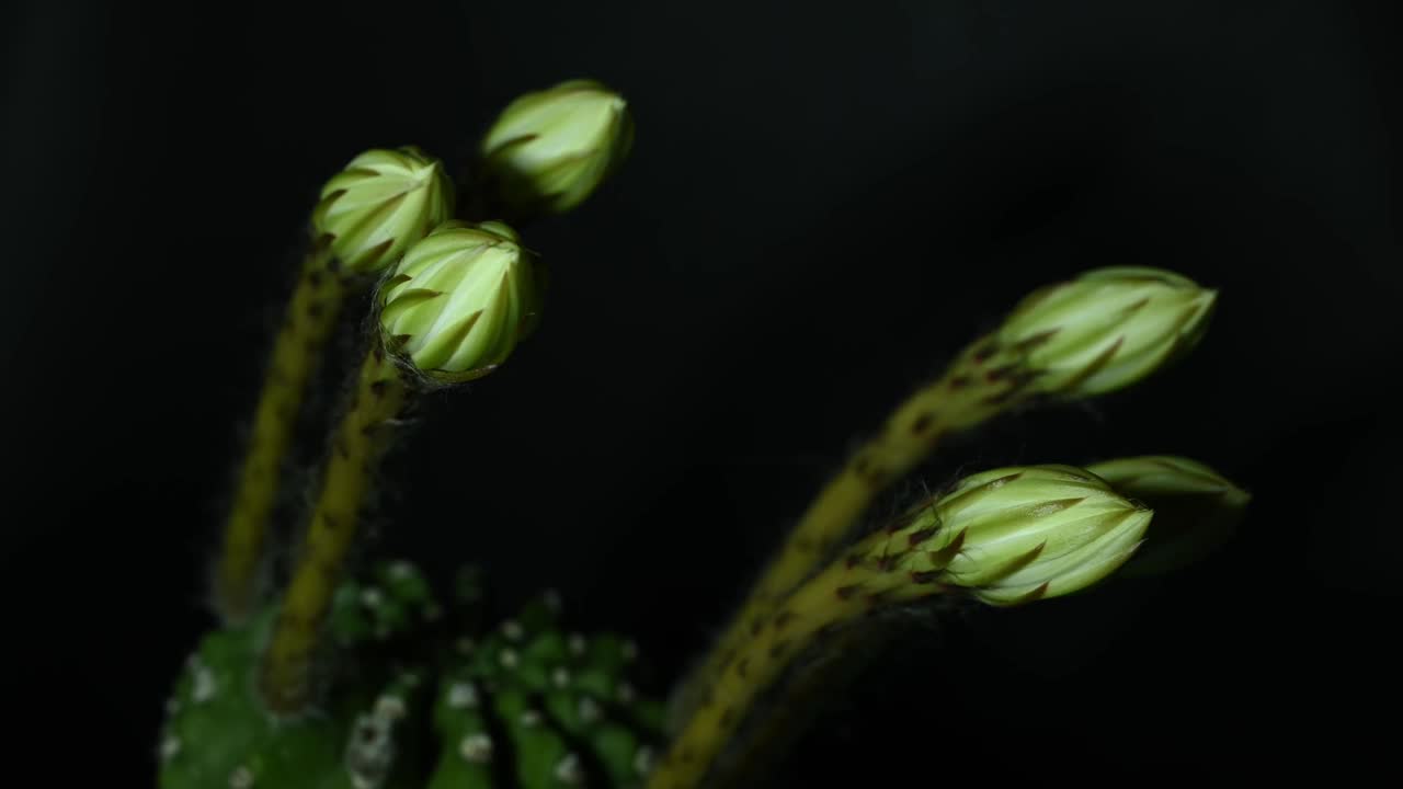 棘藓仙人掌，白色的花朵在夜间盛开。视频素材