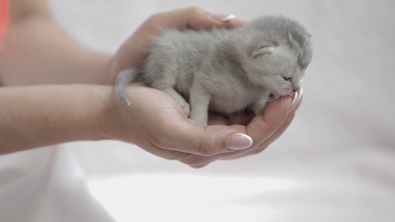 抱着一只刚出生的灰色小猫的女人的手视频素材