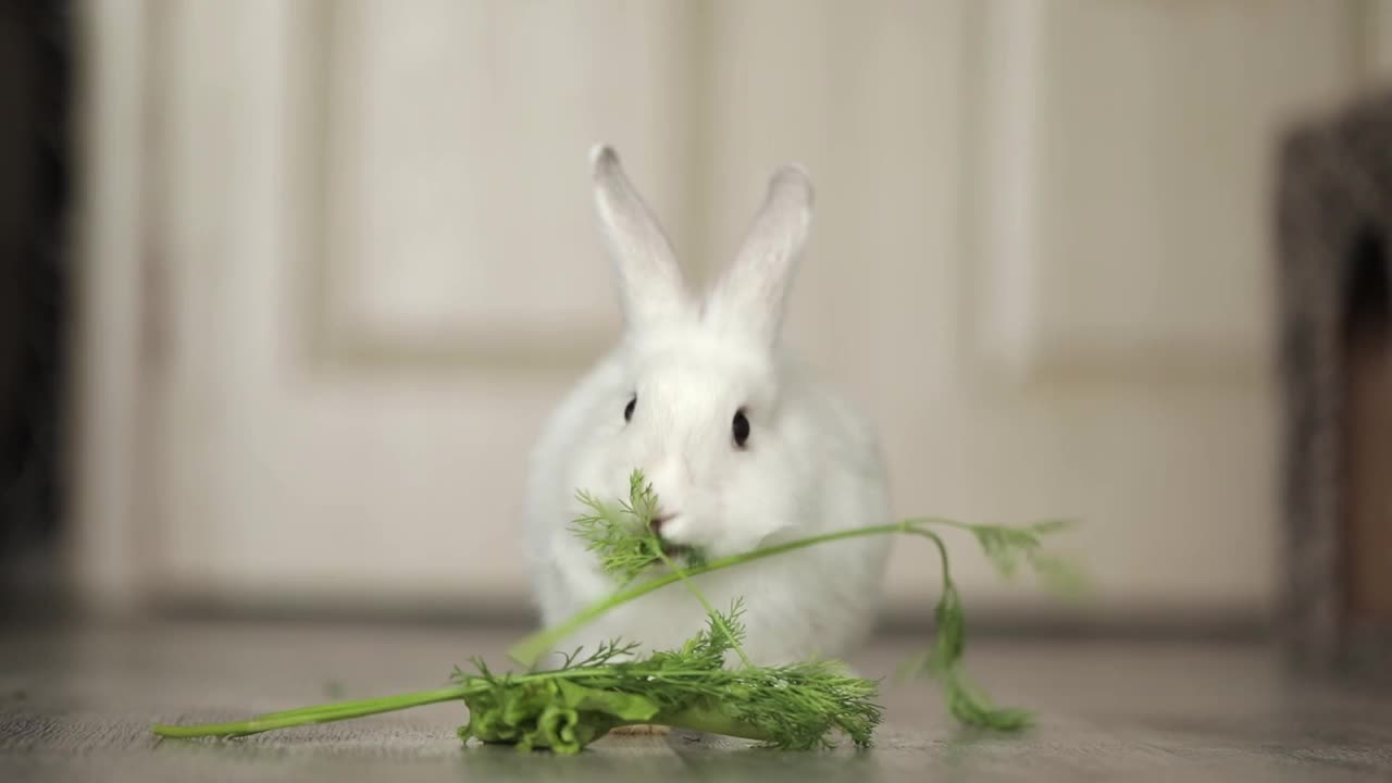 可爱的白兔吃蔬菜视频素材