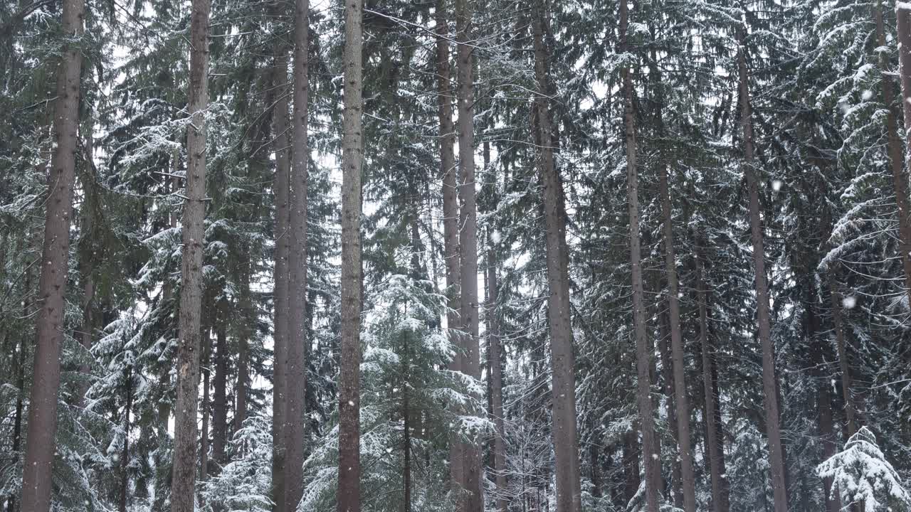 美丽的冰冻冬季景色森林，高大的林地树木和降雪。视频素材