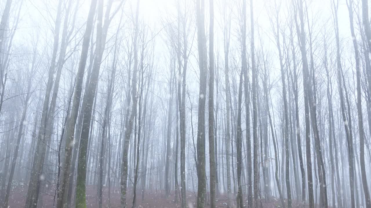 冬季森林景观高大的山毛榉树干与自然落雪林地为背景。视频素材