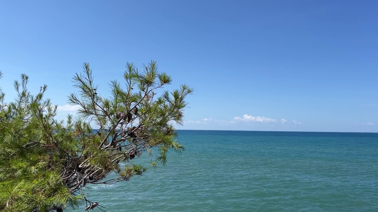 蓝色海水上的松树。视频素材