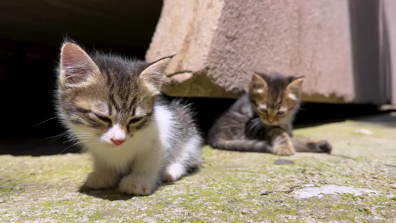 昏昏欲睡可爱的小猫猫。小虎斑猫睡着了。特写镜头。视频素材