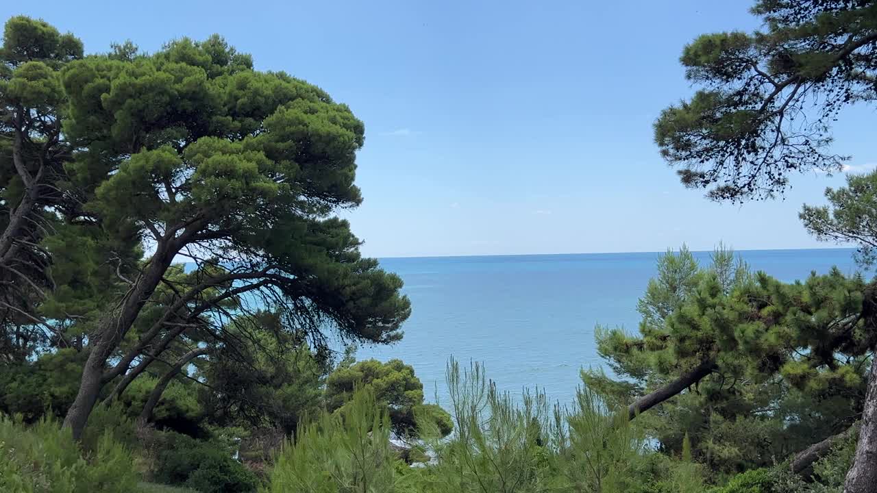 海边的松树，美丽的夏日自然。视频素材