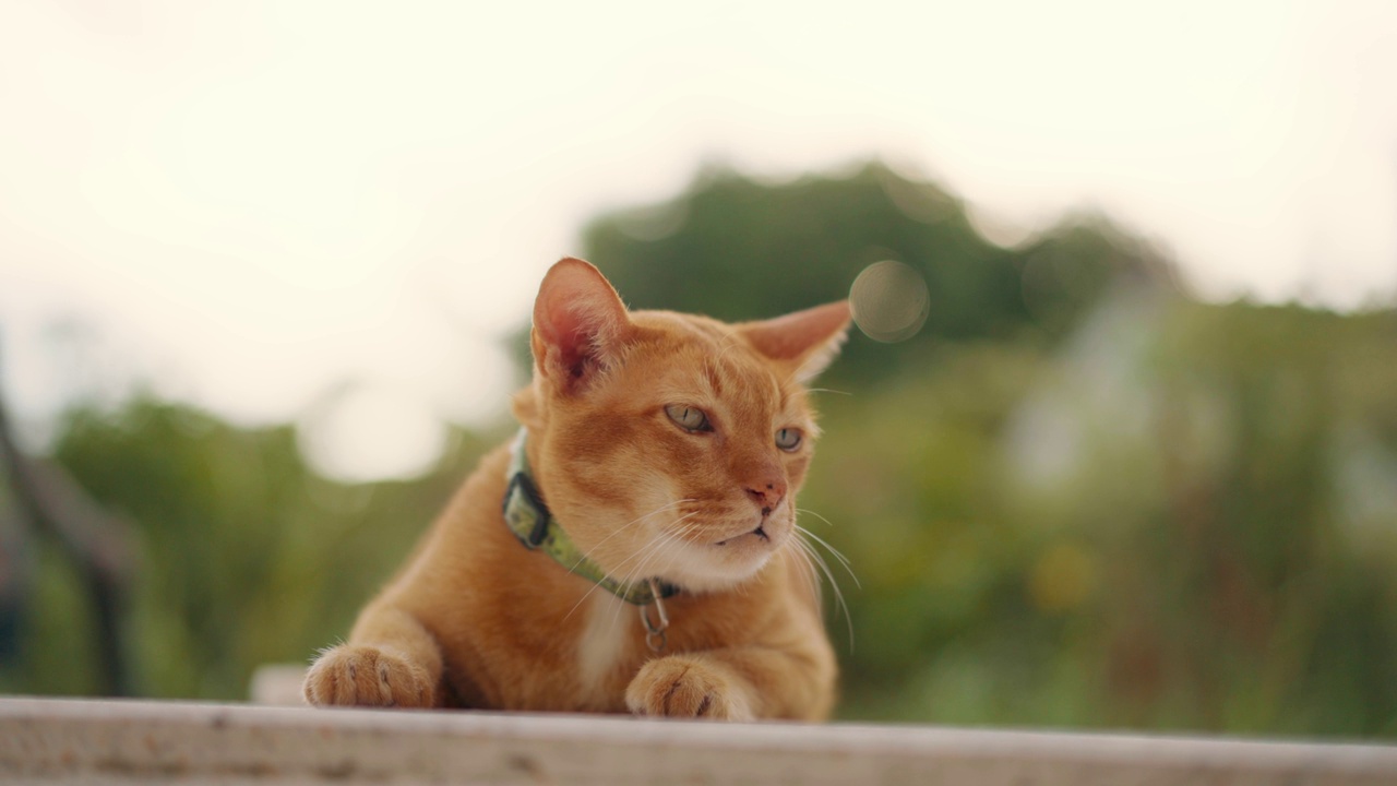 花园里的姜色猫视频素材