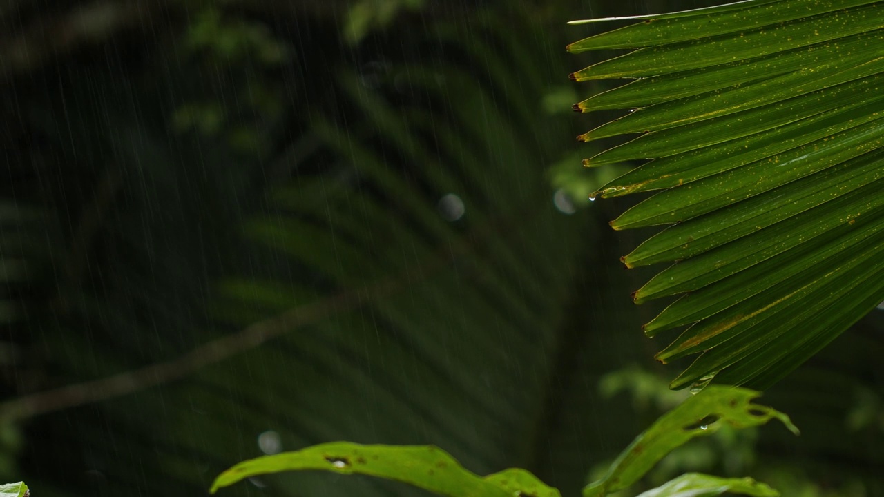 中雨落在茂密的雨林树叶上。视频素材