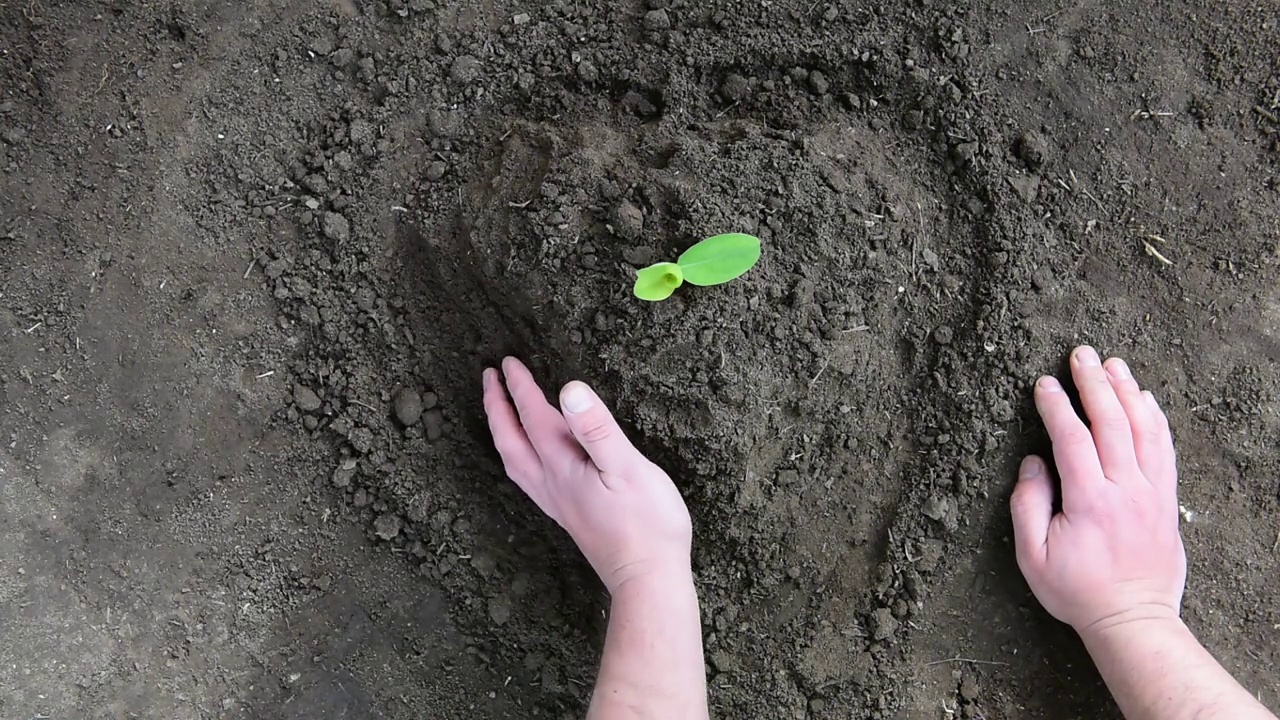 男子双手在花园里种小树。在花园里种一棵树作为拯救世界的概念。循环利用和可持续发展理念。视频素材