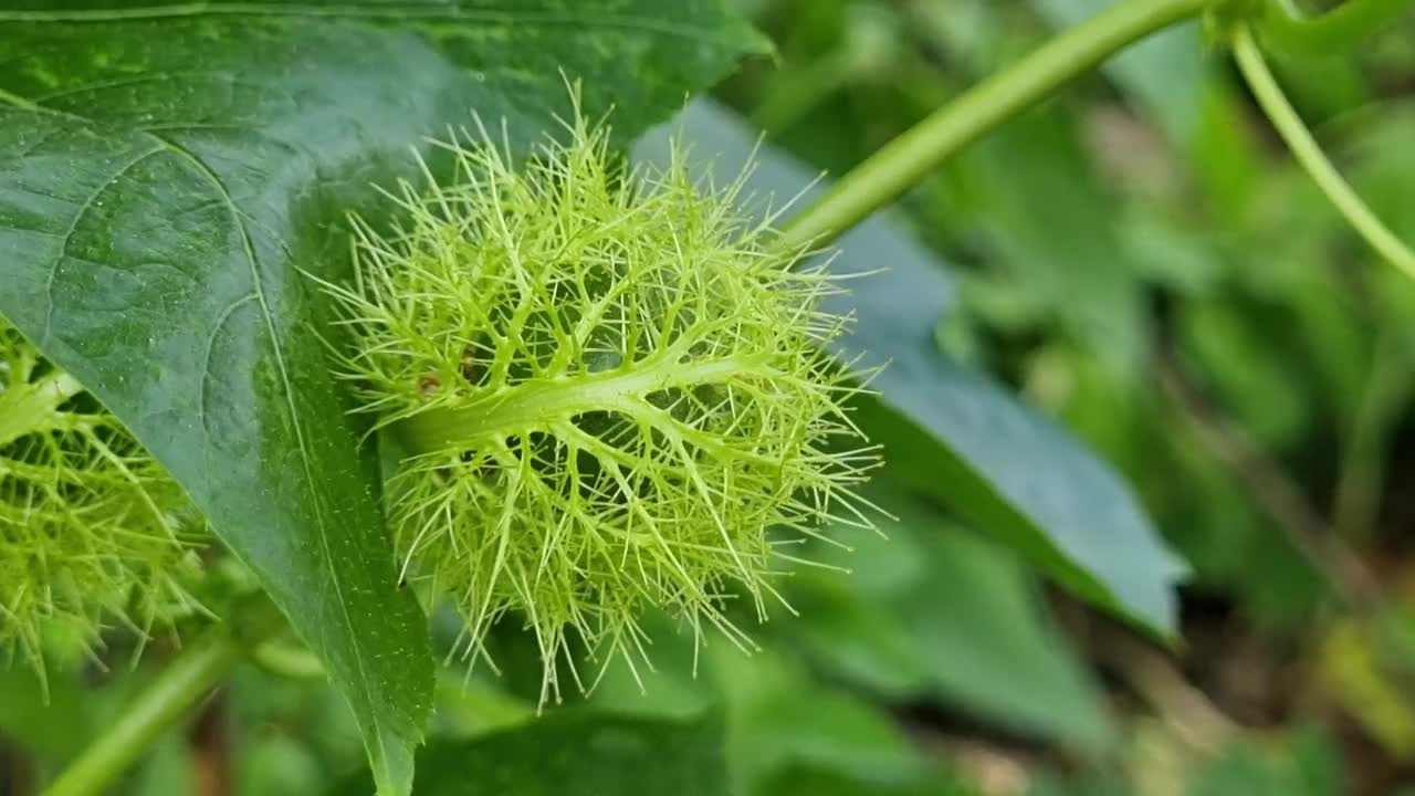 臭西番莲(Passiflora foetida)或猩红西番莲果，野生maracuja，灌木西番莲果，玛丽亚-玛丽亚，野生水柠檬，臭西番莲。视频下载