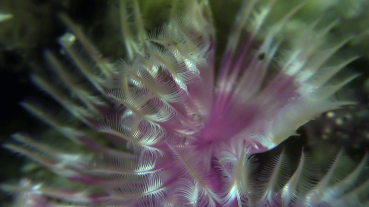 独特的海洋无脊椎动物海蠕虫在水下日本海。视频素材