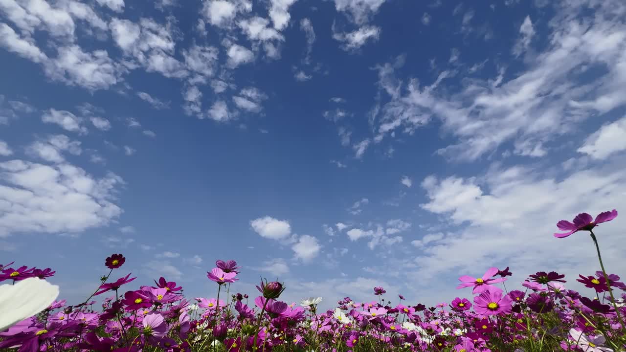 秋天天空和宇宙场的平移视频。视频素材