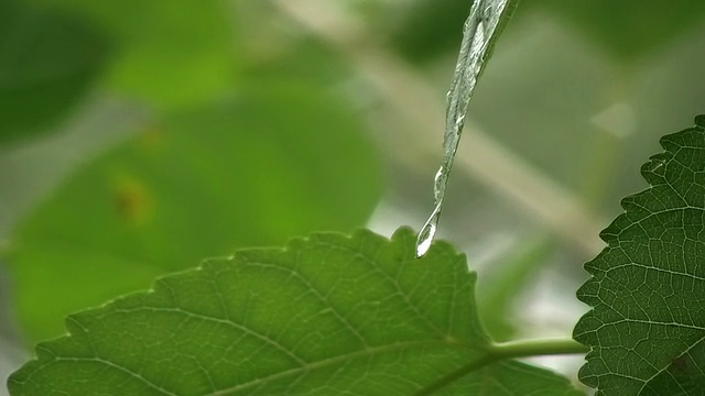 树枝上有水滴视频素材