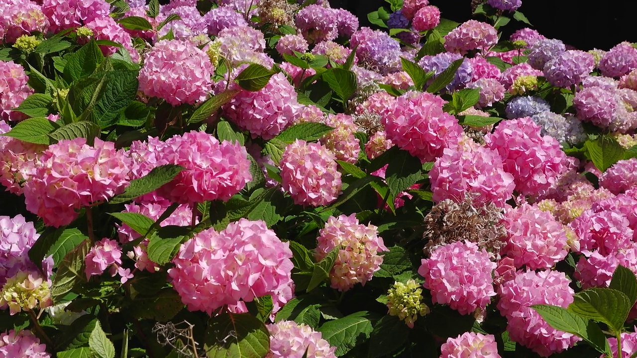 花。绣球花在春天和夏天盛开在花园里。美丽的霍顿花丛。视频素材