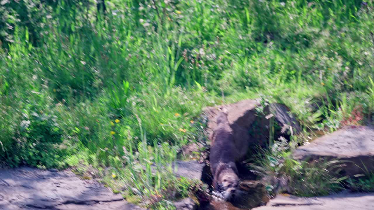 水獭视频素材