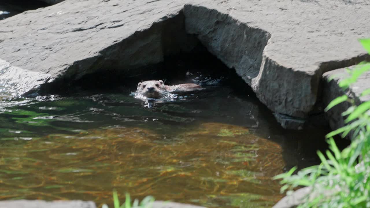 水獭视频素材