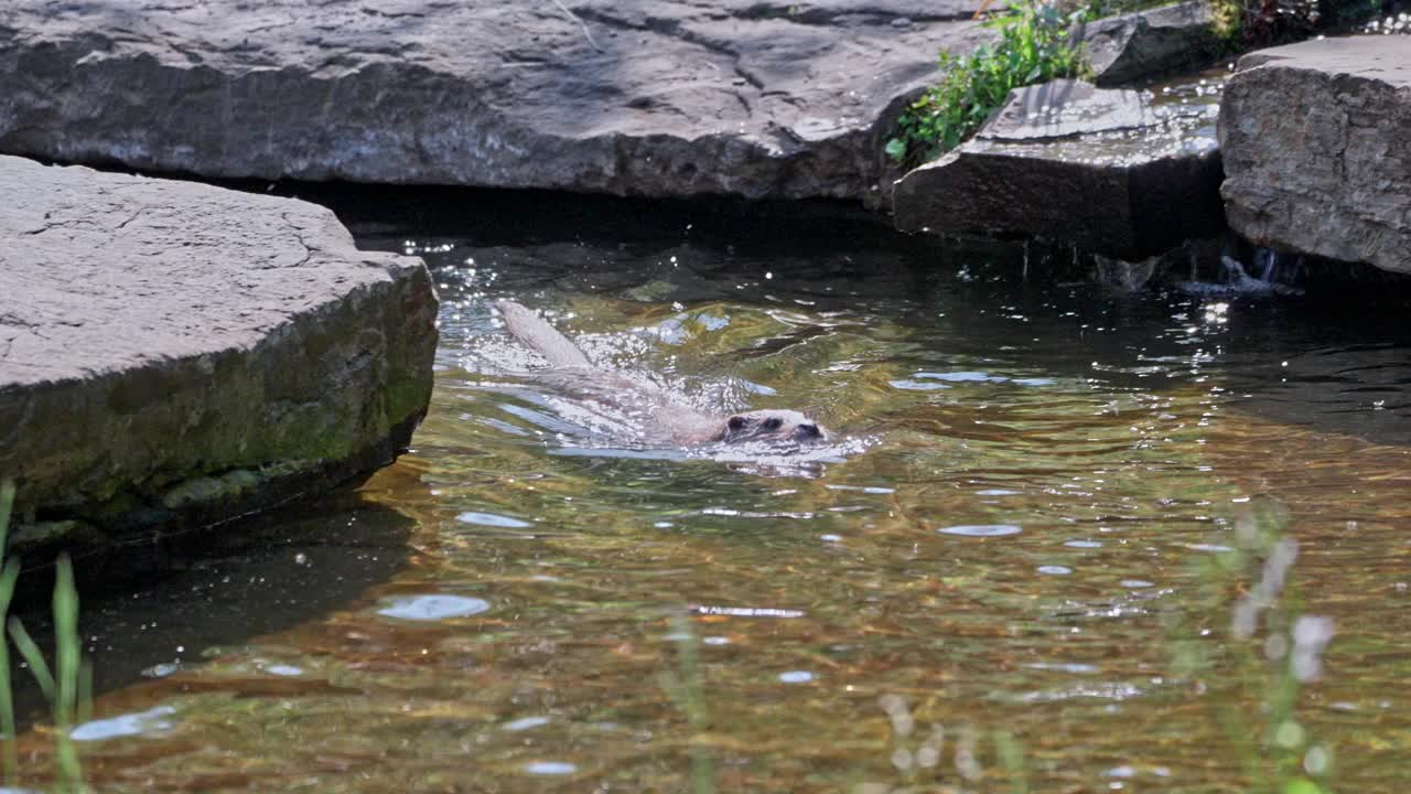 水獭视频素材