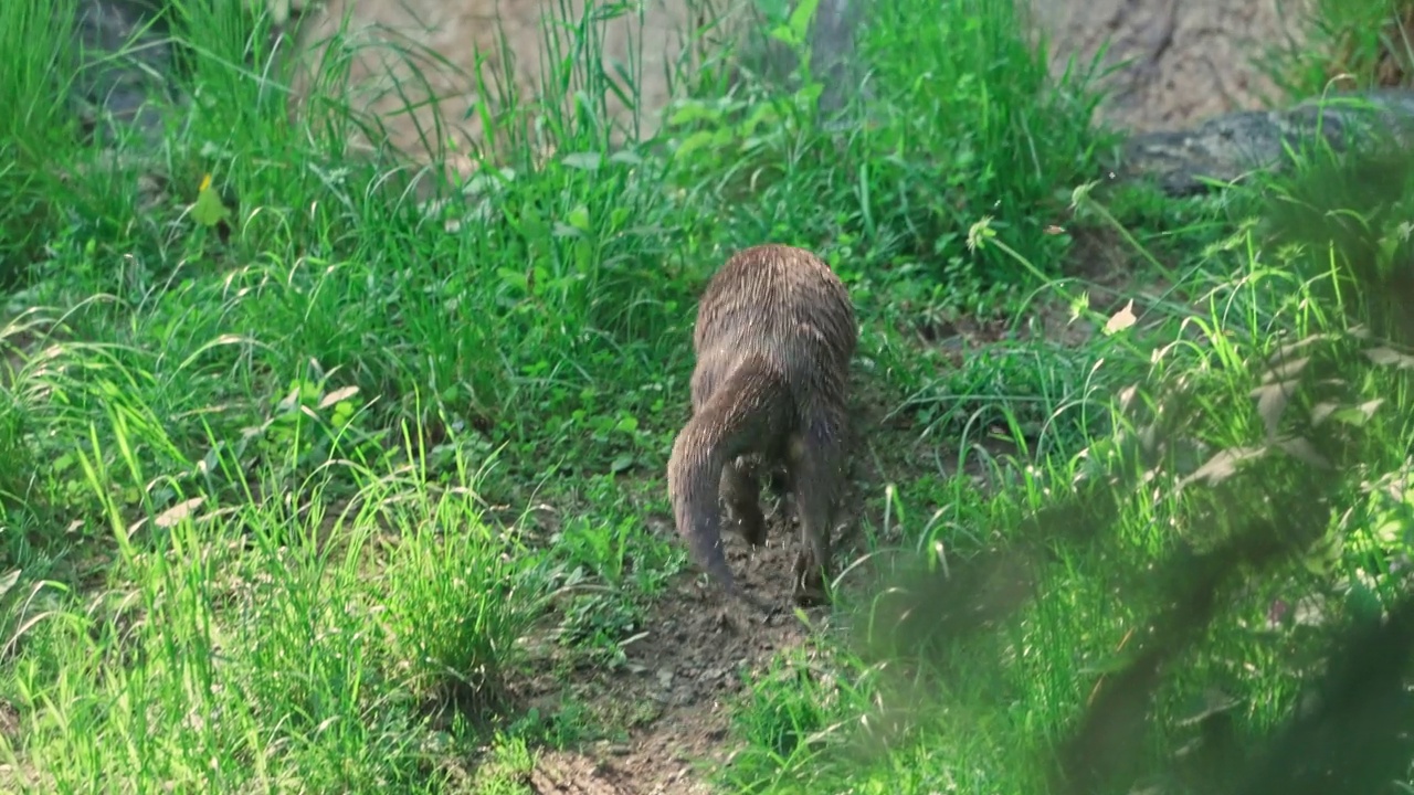 水獭视频素材