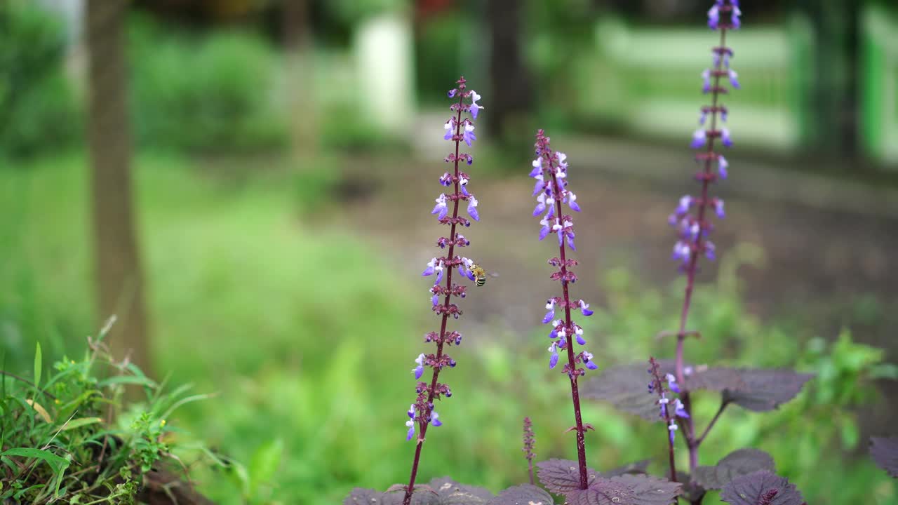 蜜蜂围着花转视频素材