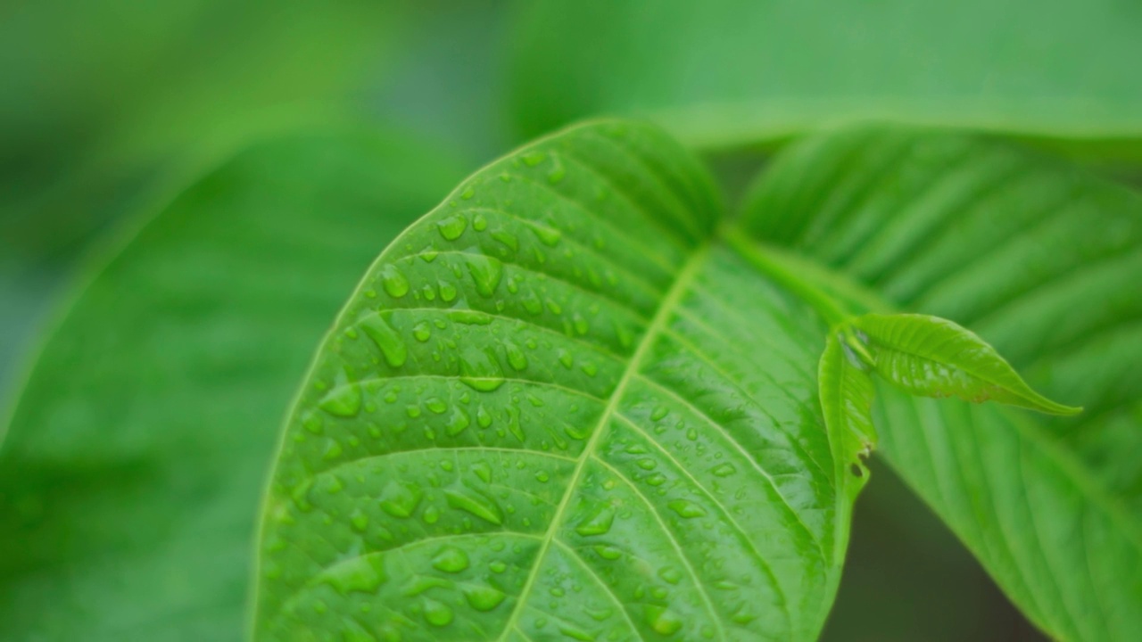 在印度古吉拉特邦的萨普塔拉，季风季节雨后雨滴落在绿叶上的特写镜头。雨后被小水滴覆盖的叶子。季风的背景。雨中的森林视频素材