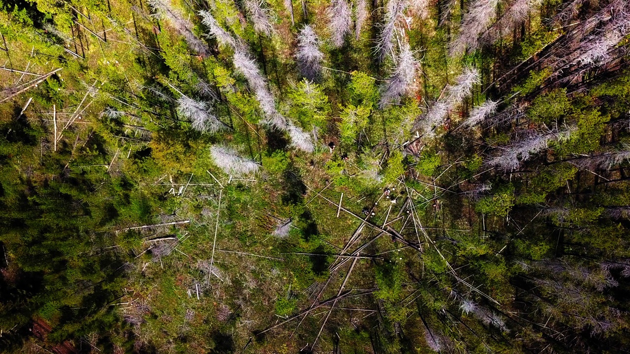 空中锁定拍摄的伐木工人在森林中的树木，无人机俯瞰丛林-比林斯，蒙大拿州视频素材