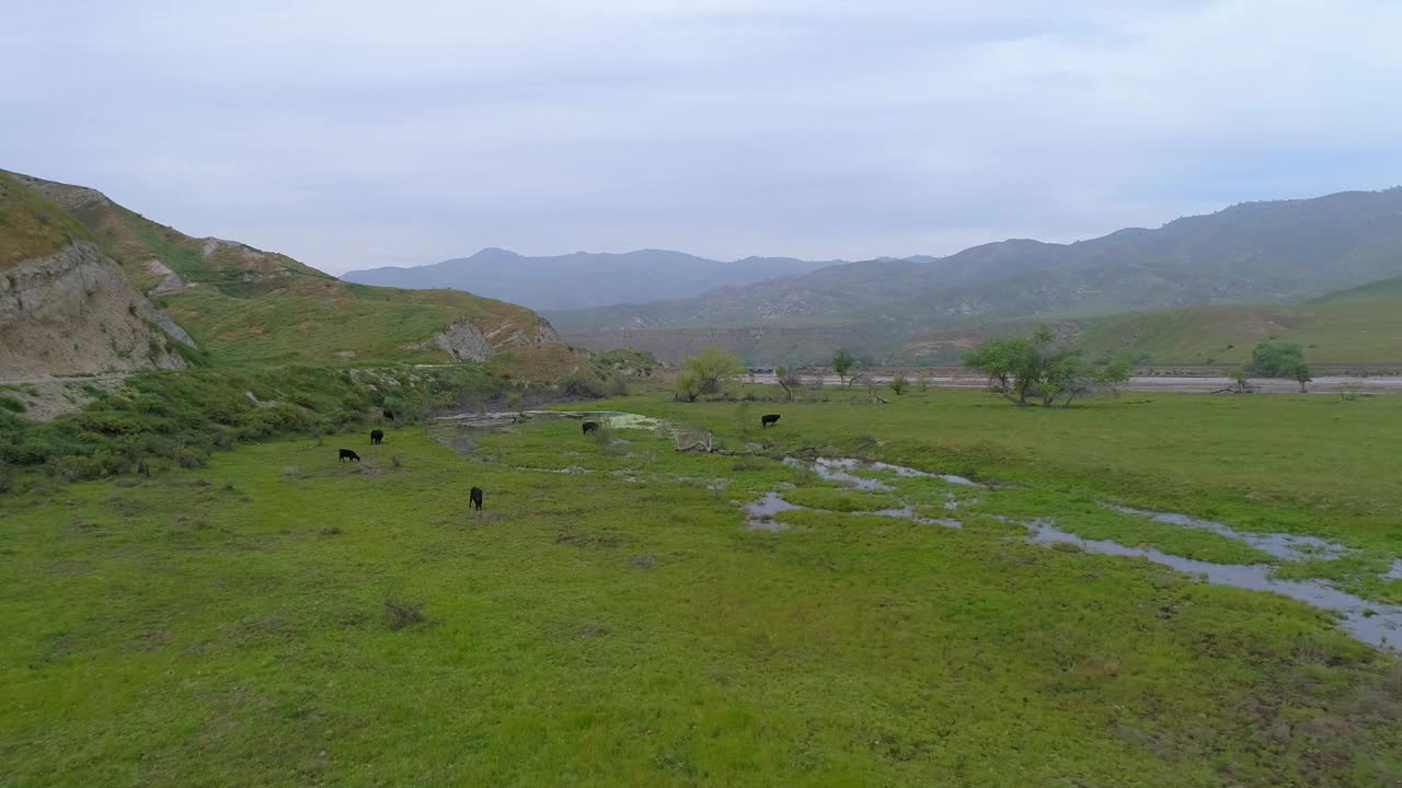 航拍的牛在河边和公路附近的绿色植物上吃草，无人机在多云的天空中向前飞行，贝克斯菲尔德，加利福尼亚州视频素材