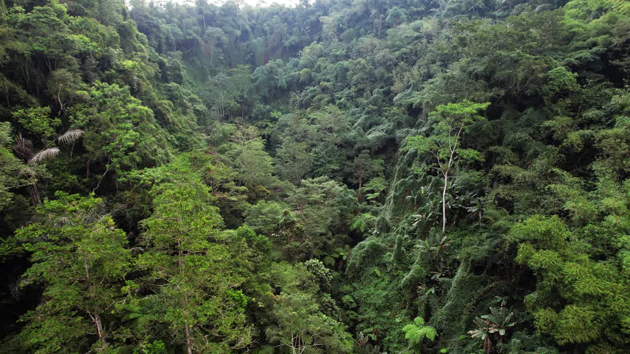 古老峡谷的斜坡上覆盖着茂密的热带丛林，俯瞰巴厘岛视频素材