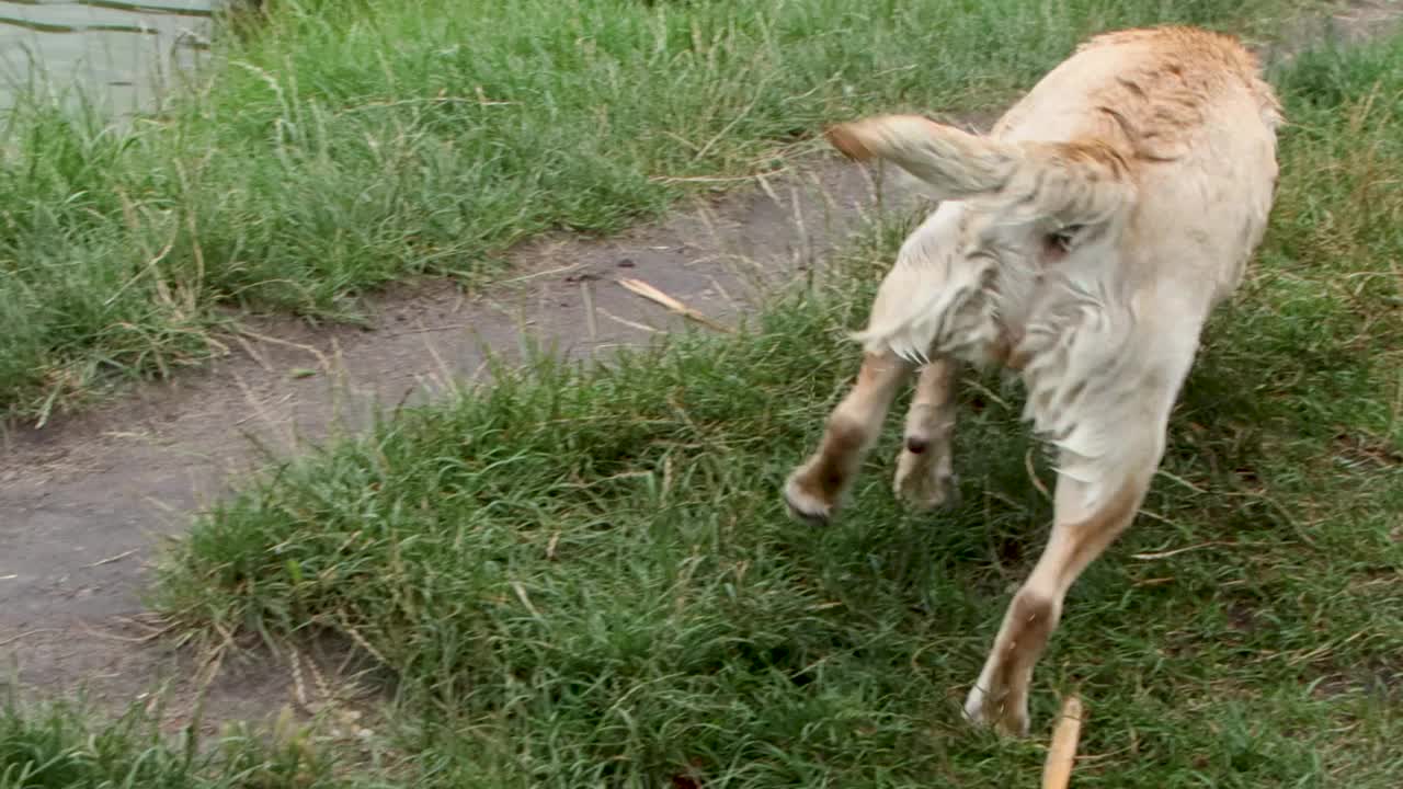 金色拉布拉多犬抖了抖水视频素材