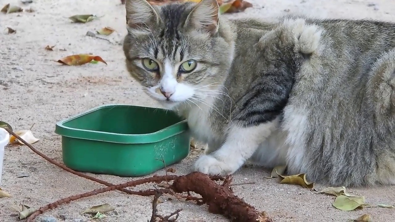 喂流浪猫视频素材