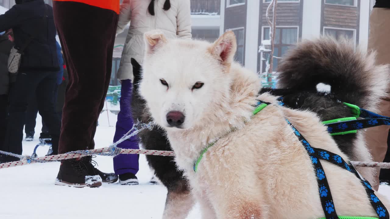 狗在山坡上拉雪橇视频素材