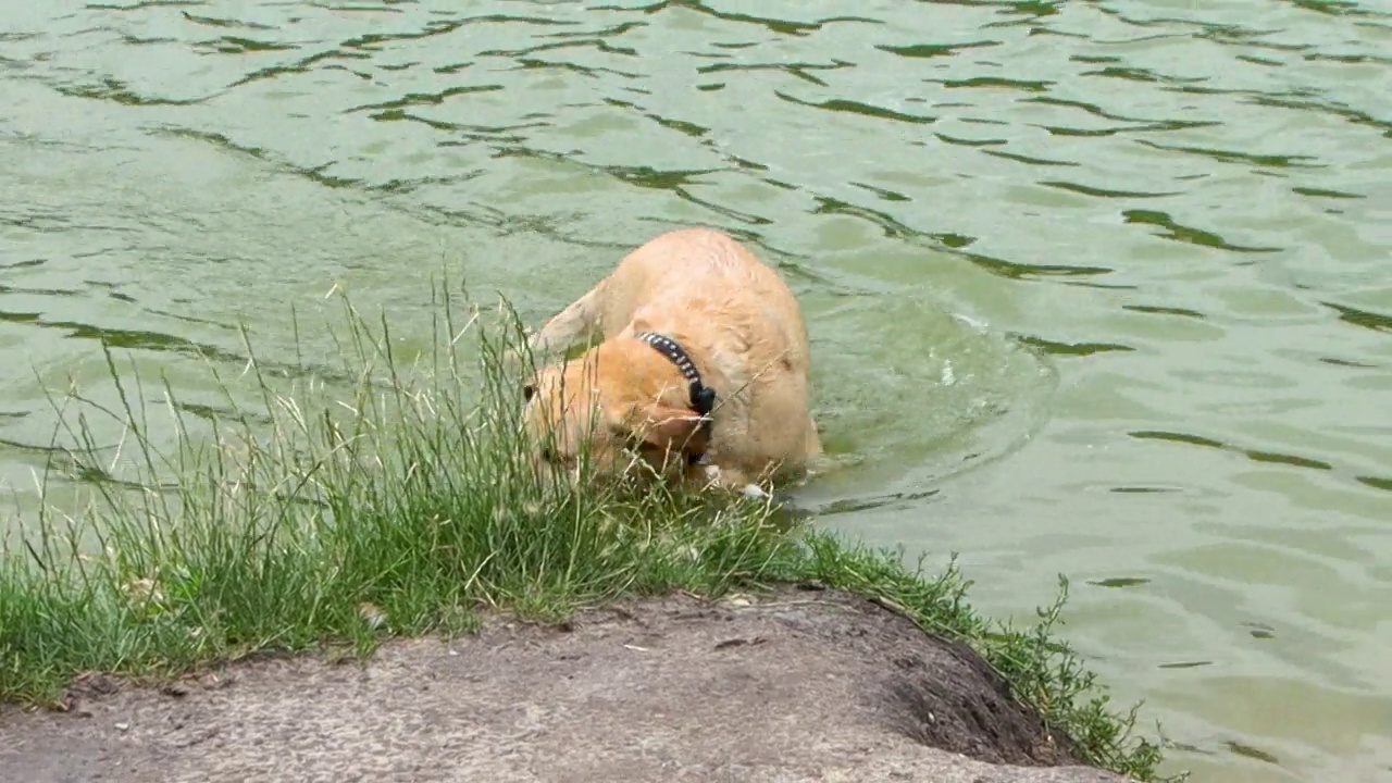 金色的拉布拉多犬在湖里游泳视频素材