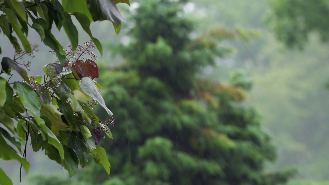 慢动作的雨落在绿叶和开花的树枝上，在风面前模糊了花园的背景，雨天在大自然中，概念与复制空间视频素材