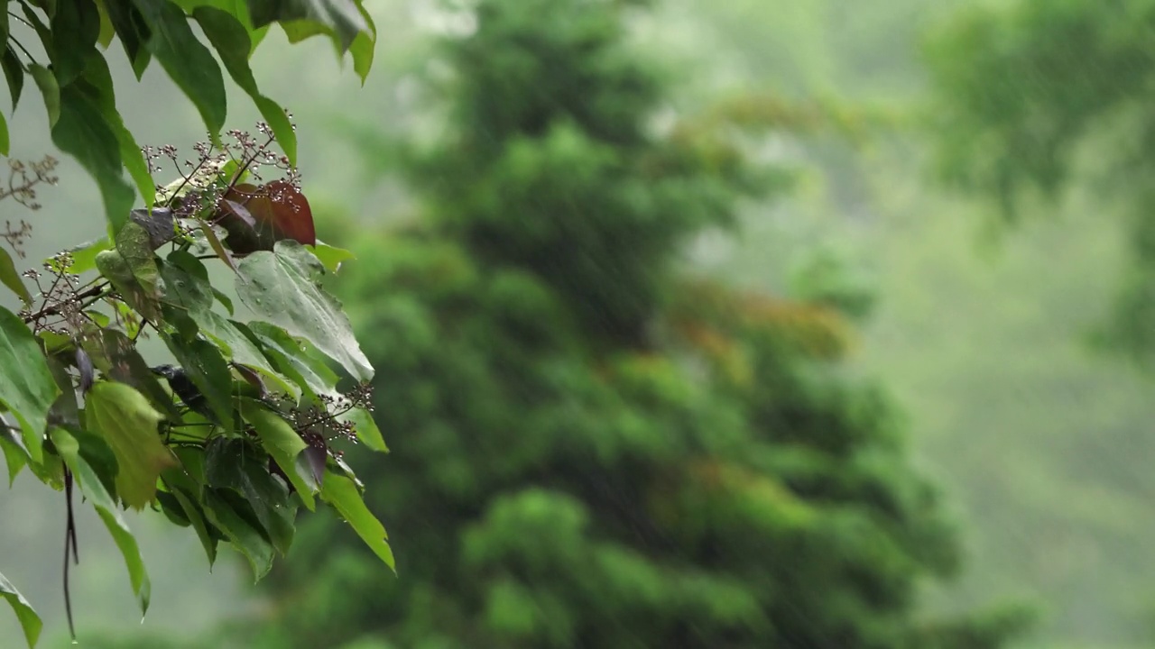 暴雨落在绿叶开花的树枝上，特写了一个鲜绿的花园场景，背景虚化，静止的景色视频素材