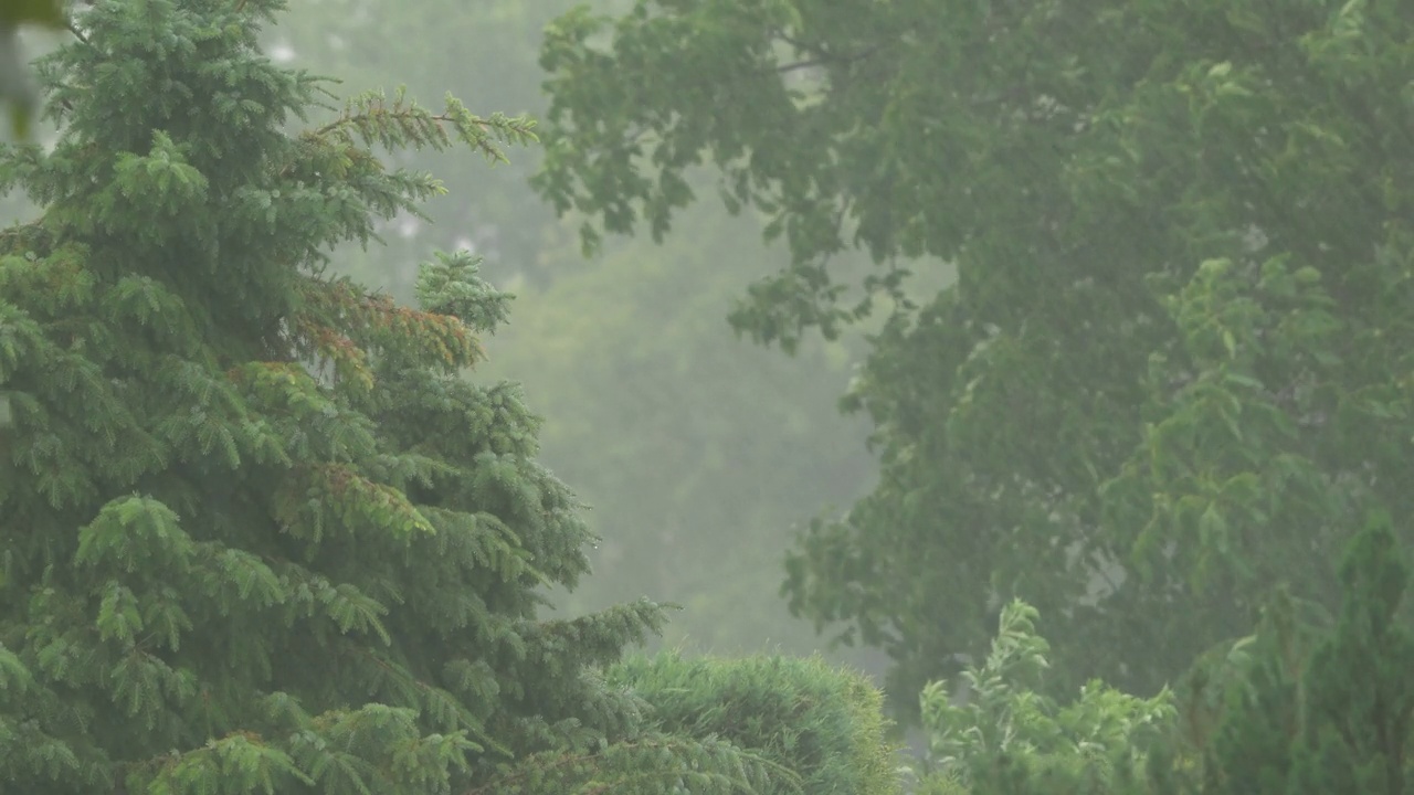 狂风暴雨落在绿树上，自然天气背景视频素材