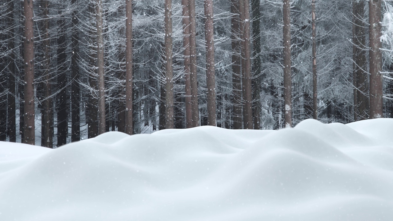 美丽的冬季雪林景观树木与落雪效果的自然背景。视频素材