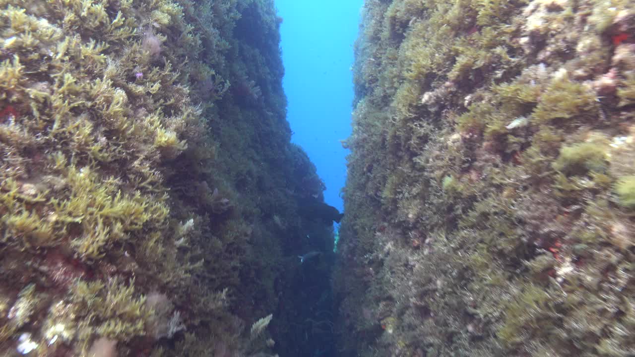 POV -水下场景-在地中海珊瑚礁潜水视频素材