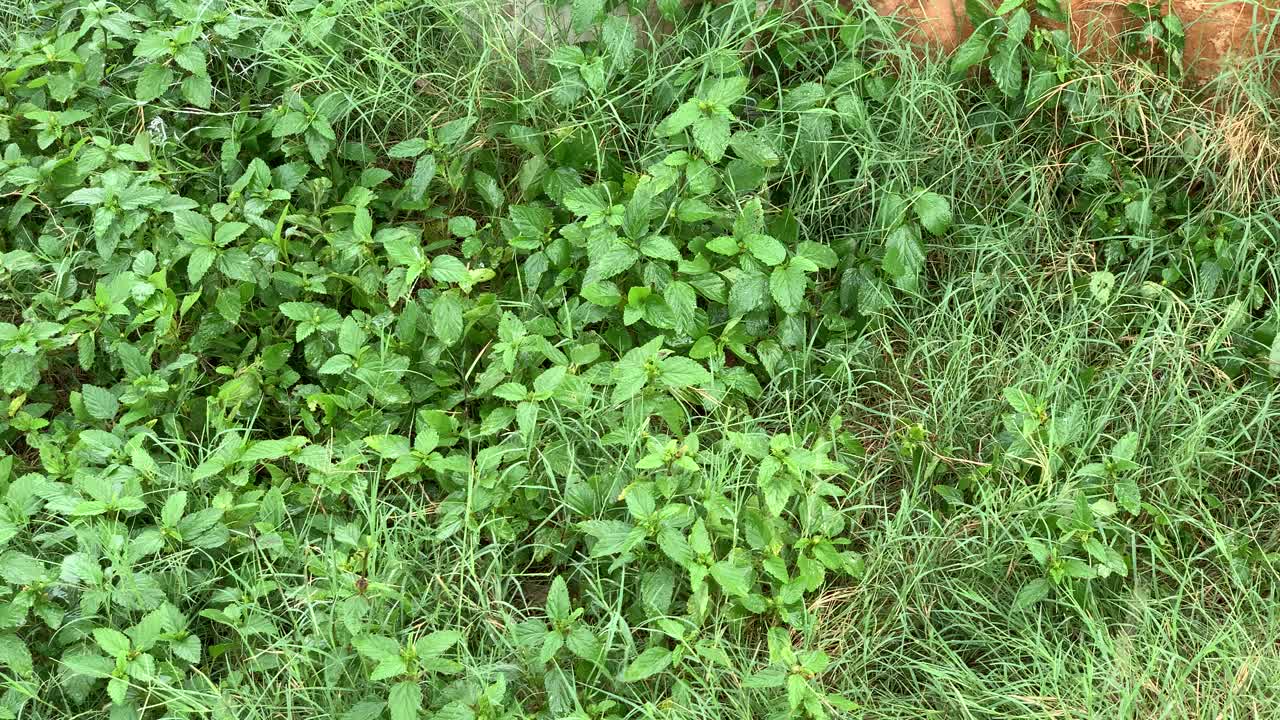 雨滴落在树叶上。绿叶与雨水的特写，绿叶在雨天。新鲜的绿叶，视频素材