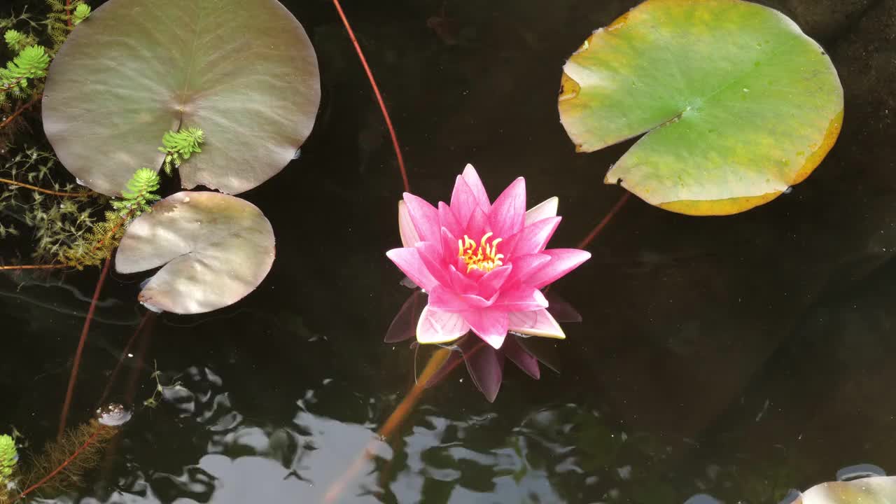 粉红色的睡莲在池塘里盛开视频素材