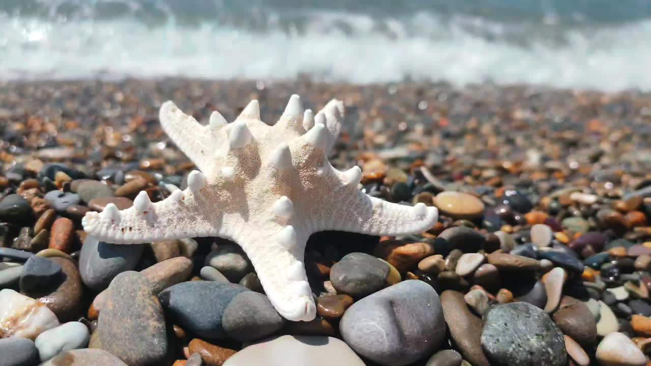 一个贝壳躺在海边视频素材