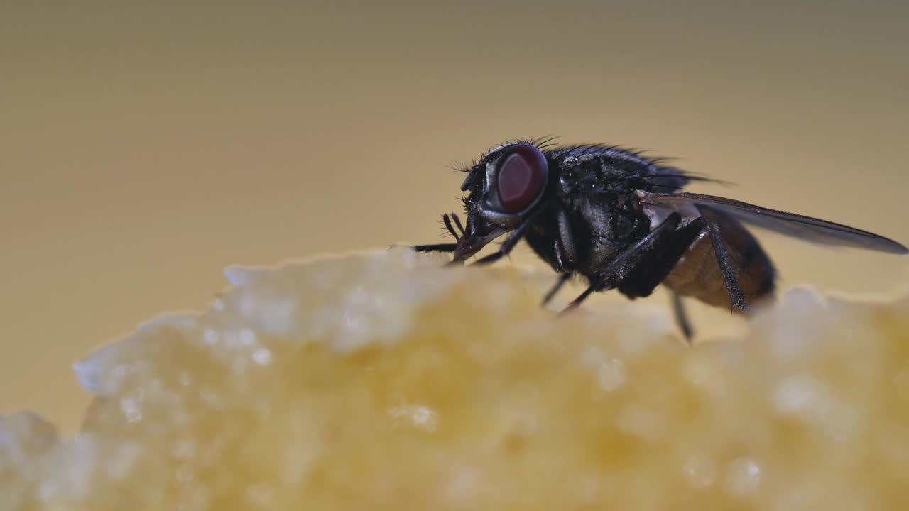 苍蝇在厨房餐桌上吃剩面包的镜头视频素材