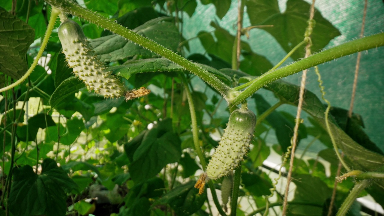 温室室内分枝栽培黄瓜植株。收成。视频素材