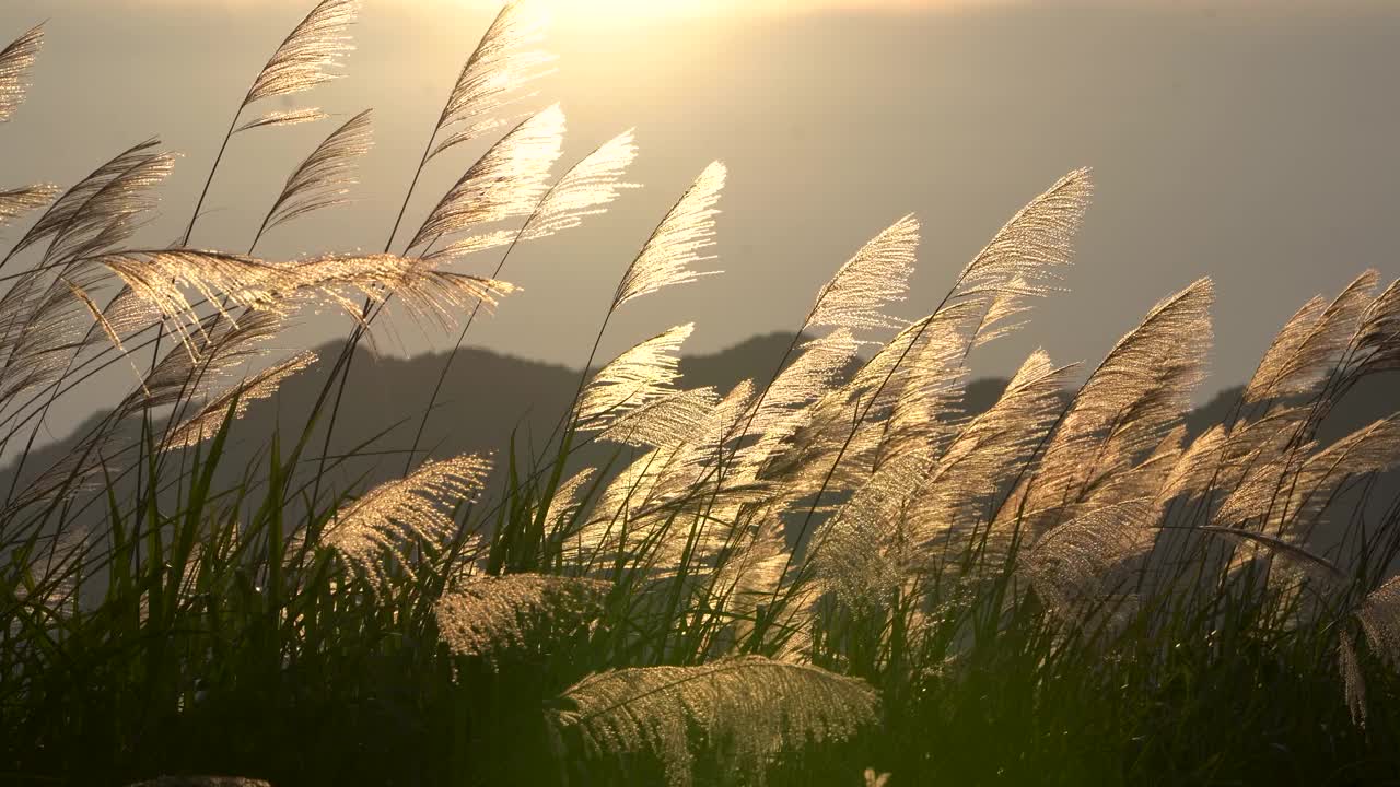 芦花在晚霞中随风摇曳视频素材