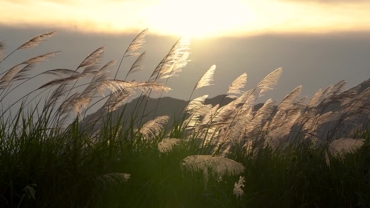 芦花在晚霞中随风摇曳视频素材