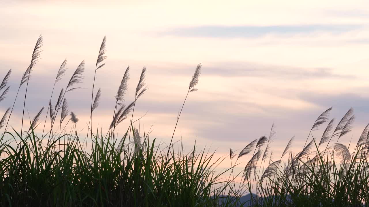 芦花在晚霞中随风摇曳视频素材