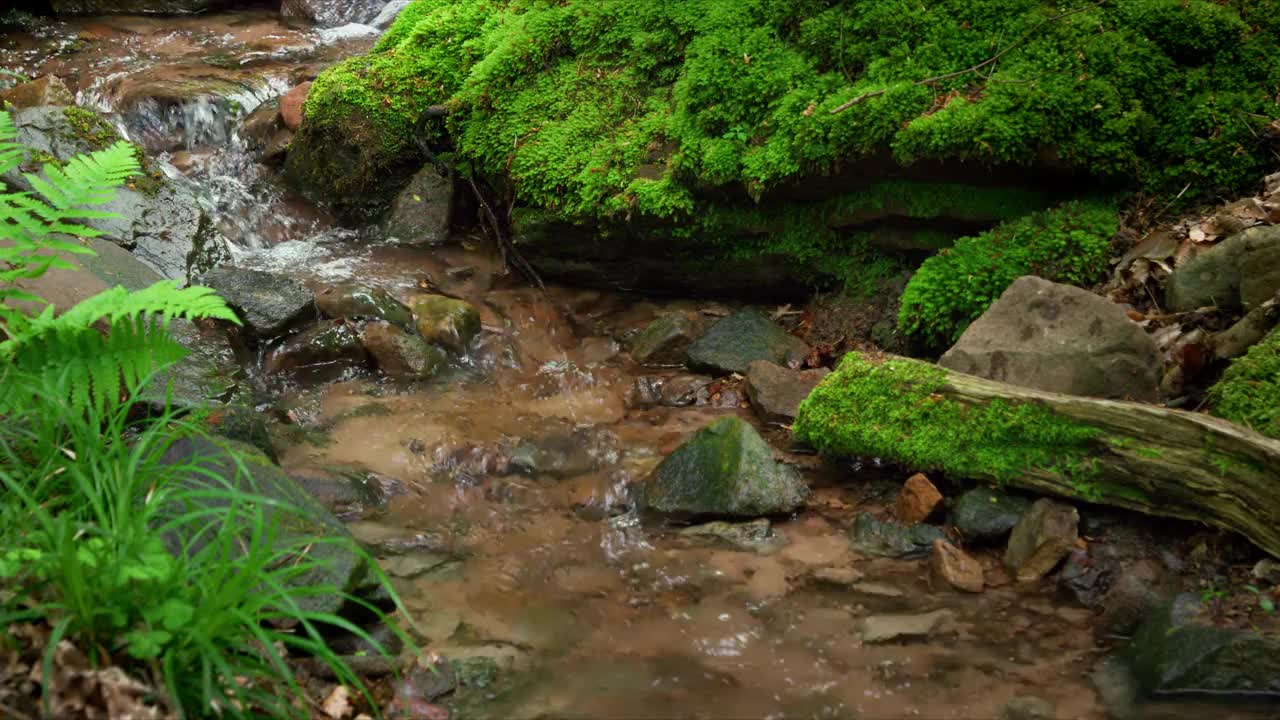 小溪周围长满了苔藓和蕨类植物视频素材